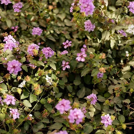 Top2stay Alamos 3* Torremolinos