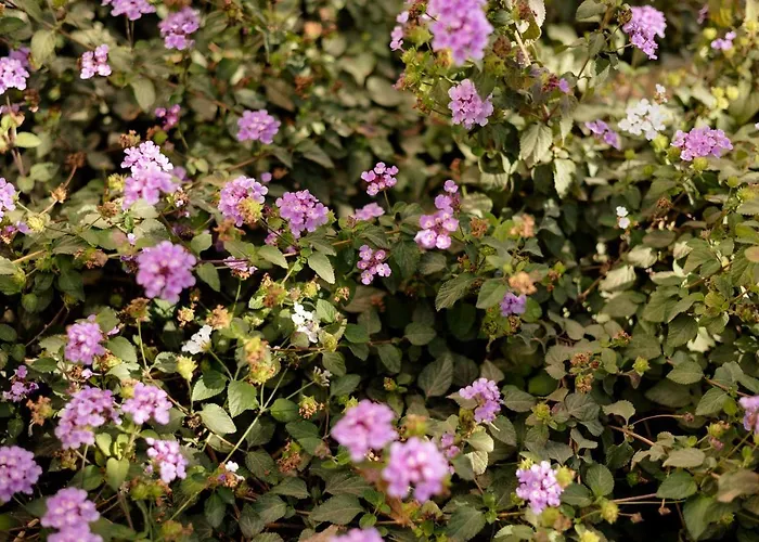 Top2stay Alamos 3* Torremolinos